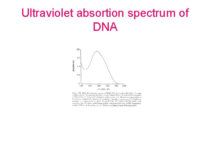 Ultraviolet absortion spectrum of DNA 