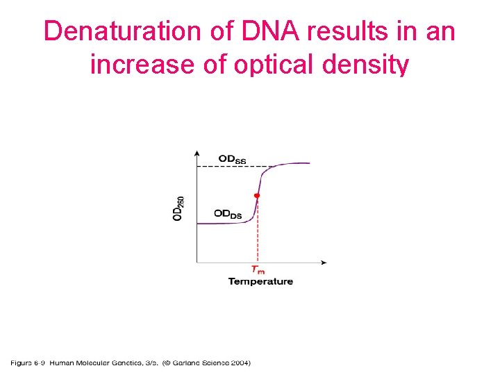 Denaturation of DNA results in an increase of optical density 