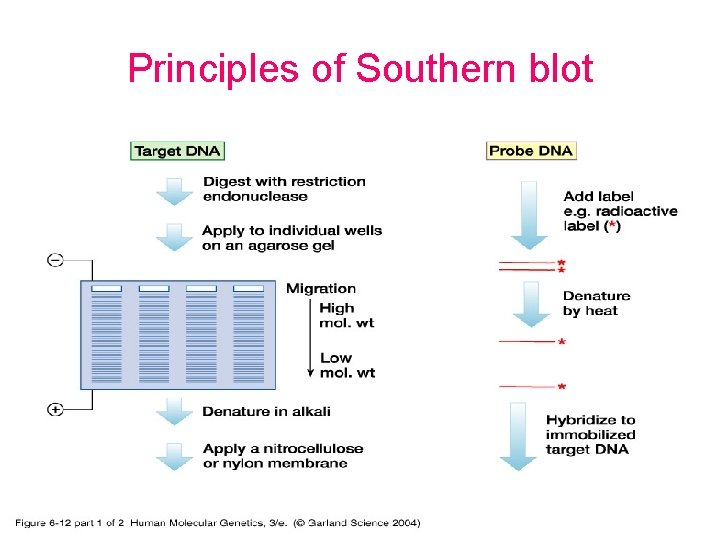 Principles of Southern blot 