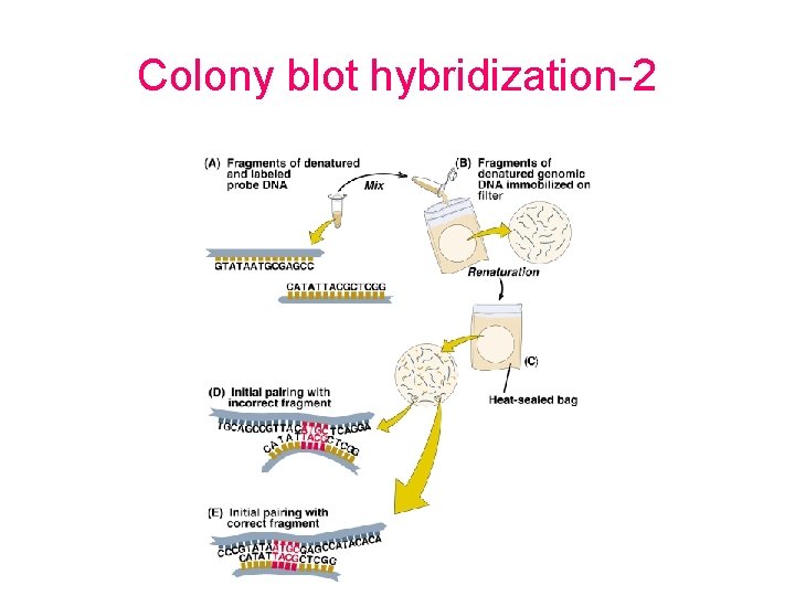 Colony blot hybridization-2 