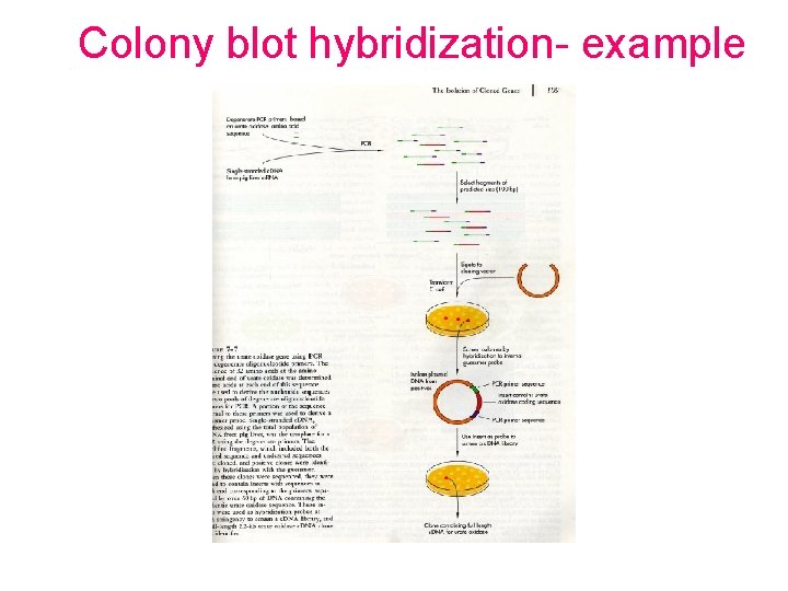 Colony blot hybridization- example 