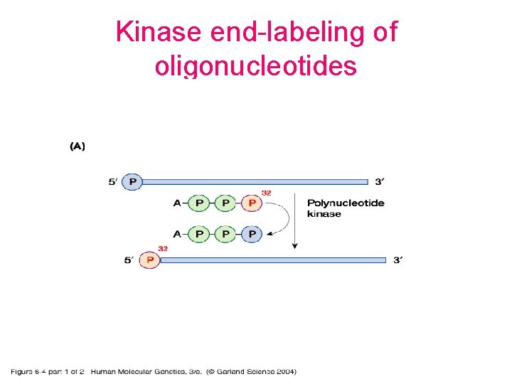 Kinase end-labeling of oligonucleotides 