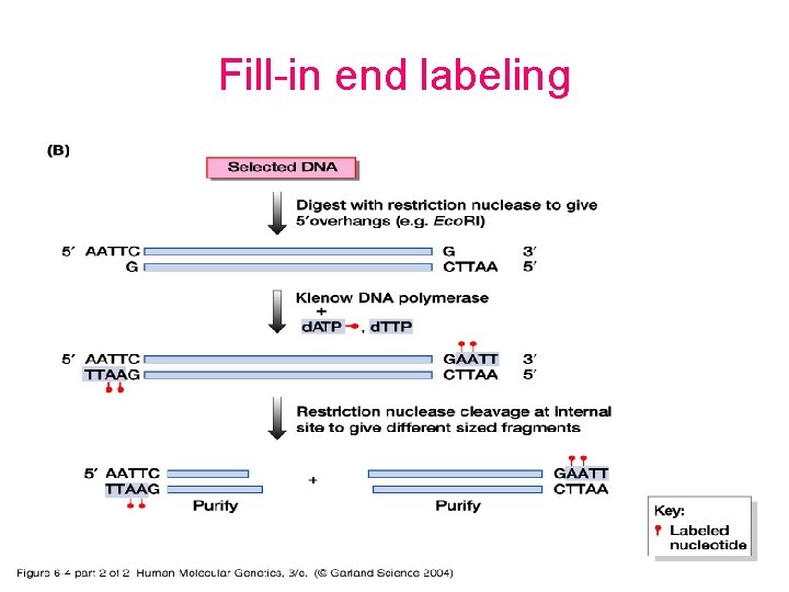 Fill-in end labeling 