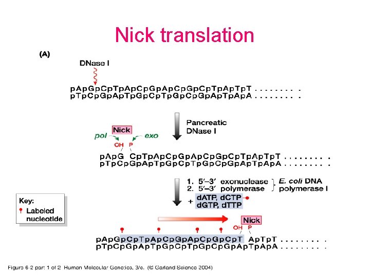 Nick translation 