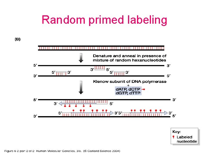 Random primed labeling 