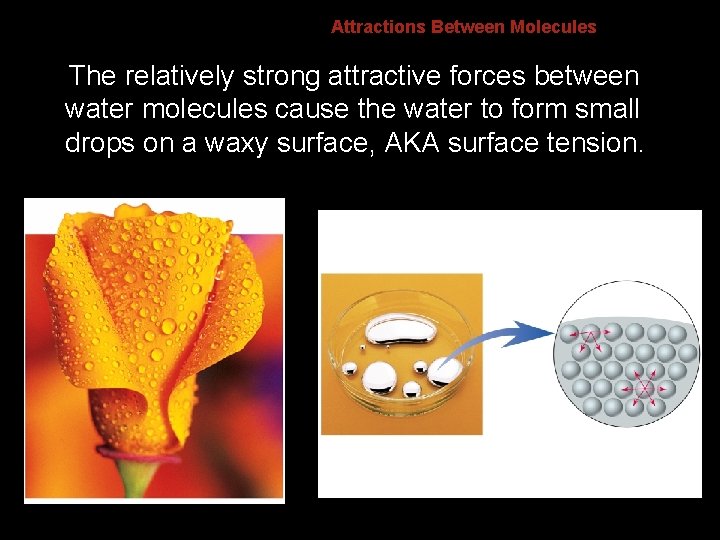 8. 4 Attractions Between Molecules The relatively strong attractive forces between water molecules cause