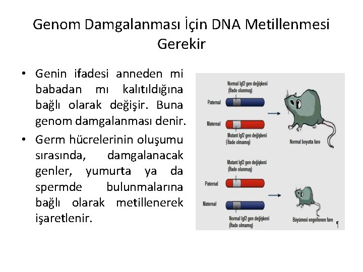 Genom Damgalanması İçin DNA Metillenmesi Gerekir • Genin ifadesi anneden mi babadan mı kalıtıldığına