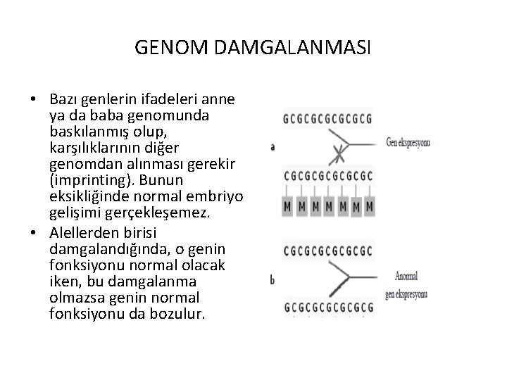 GENOM DAMGALANMASI • Bazı genlerin ifadeleri anne ya da baba genomunda baskılanmış olup, karşılıklarının