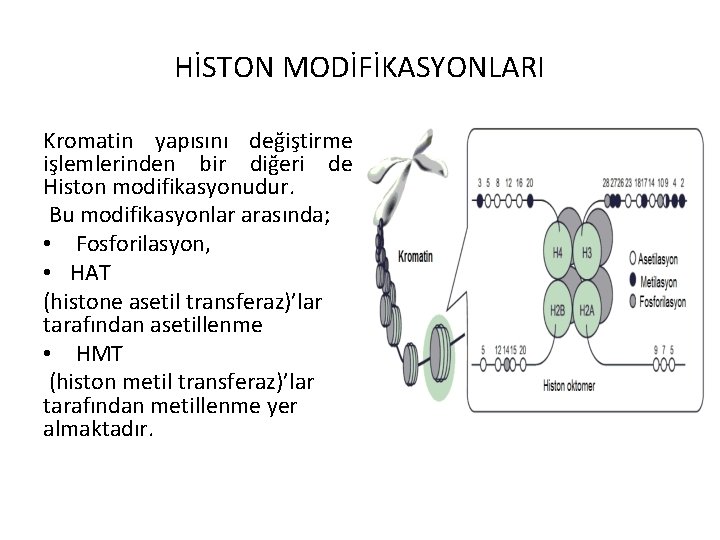 HİSTON MODİFİKASYONLARI Kromatin yapısını değiştirme işlemlerinden bir diğeri de Histon modifikasyonudur. Bu modifikasyonlar arasında;