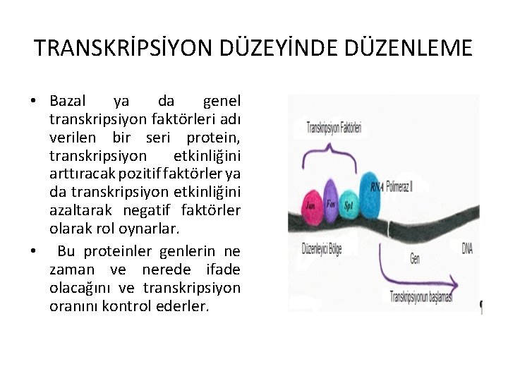 TRANSKRİPSİYON DÜZEYİNDE DÜZENLEME • Bazal ya da genel transkripsiyon faktörleri adı verilen bir seri