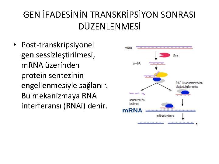 GEN İFADESİNİN TRANSKRİPSİYON SONRASI DÜZENLENMESİ • Post-transkripsiyonel gen sessizleştirilmesi, m. RNA üzerinden protein sentezinin