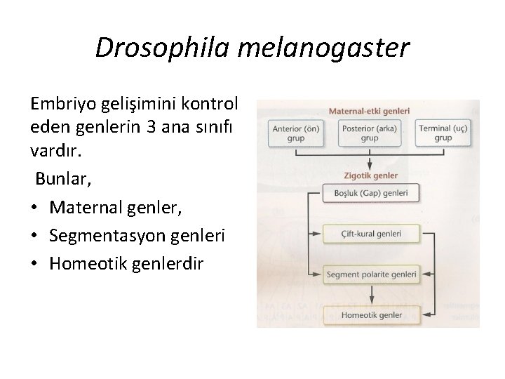 Drosophila melanogaster Embriyo gelişimini kontrol eden genlerin 3 ana sınıfı vardır. Bunlar, • Maternal