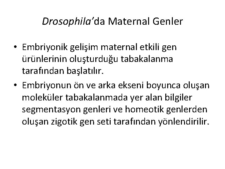 Drosophila’da Maternal Genler • Embriyonik gelişim maternal etkili gen ürünlerinin oluşturduğu tabakalanma tarafından başlatılır.