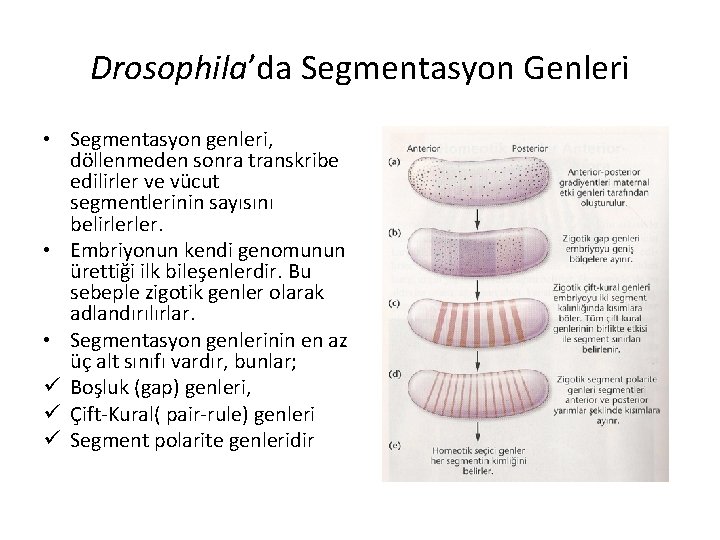 Drosophila’da Segmentasyon Genleri • Segmentasyon genleri, döllenmeden sonra transkribe edilirler ve vücut segmentlerinin sayısını