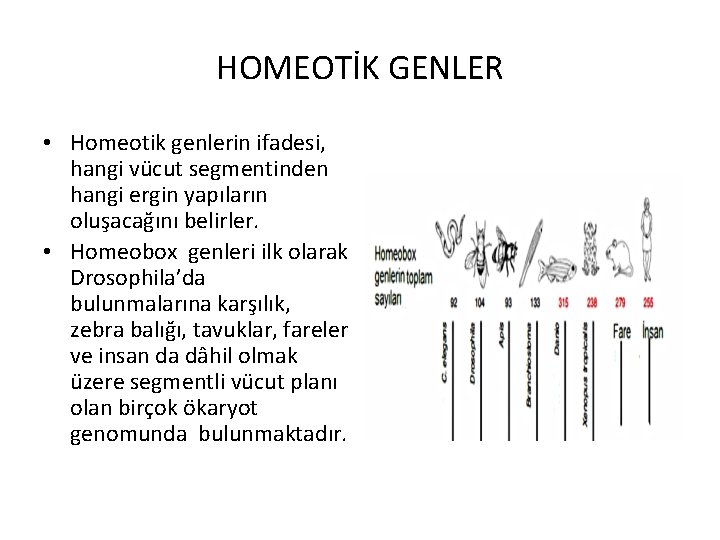 HOMEOTİK GENLER • Homeotik genlerin ifadesi, hangi vücut segmentinden hangi ergin yapıların oluşacağını belirler.