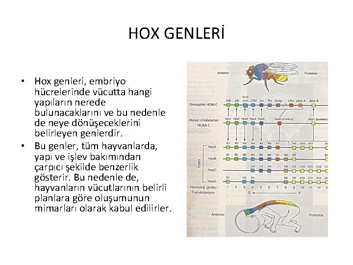 HOX GENLERİ • Hox genleri, embriyo hücrelerinde vücutta hangi yapıların nerede bulunacaklarını ve bu