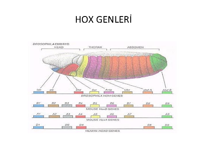 HOX GENLERİ 