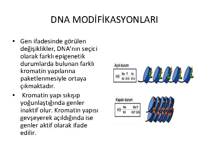 DNA MODİFİKASYONLARI • Gen ifadesinde görülen değişiklikler, DNA’nın seçici olarak farklı epigenetik durumlarda bulunan