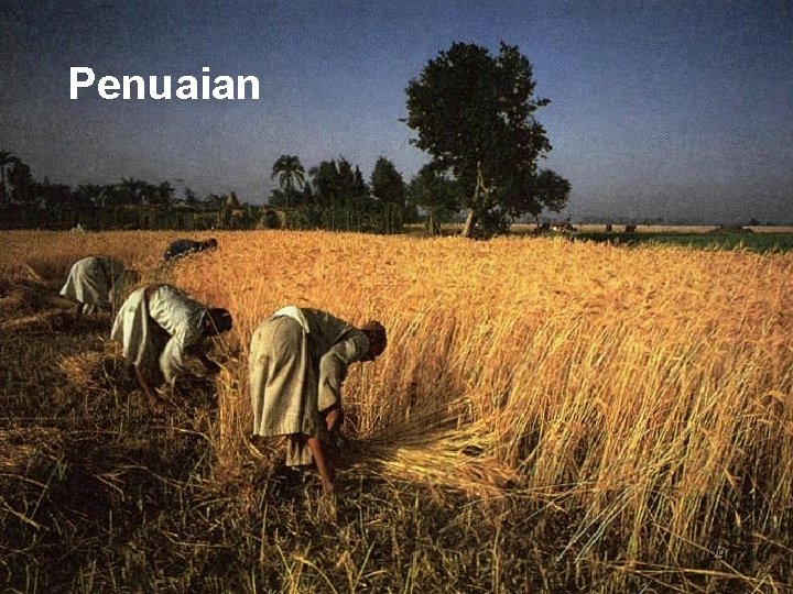 Penuaian 29 