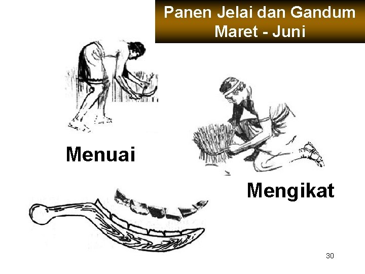 Panen Jelai dan Gandum Maret - Juni Menuai Mengikat 30 