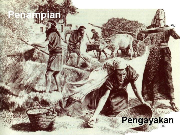 Penampian Winnowing Pengayakan 34 