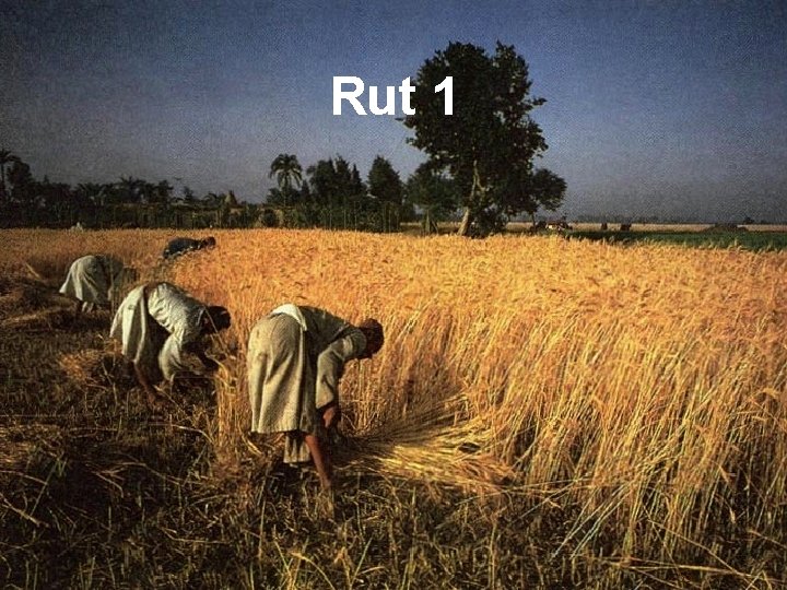 Rut 1 55 