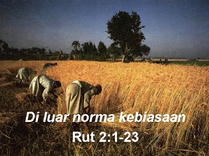 Di luar norma kebiasaan Rut 2: 1 -23 