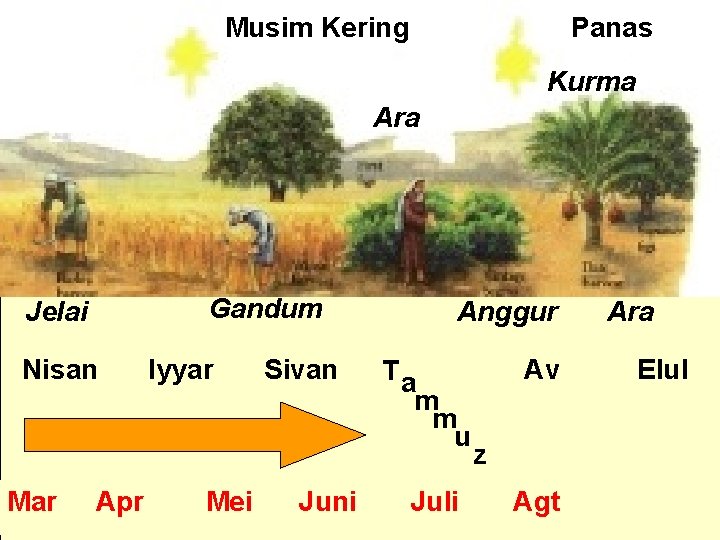 Musim Kering Panas Kurma Ara Jelai Nisan Gandum Iyyar Sivan Anggur Av T a
