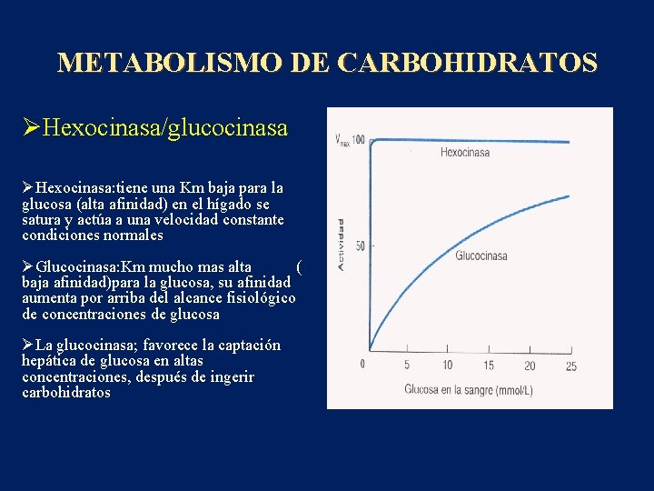 METABOLISMO DE CARBOHIDRATOS ØHexocinasa/glucocinasa ØHexocinasa: tiene una Km baja para la glucosa (alta afinidad)