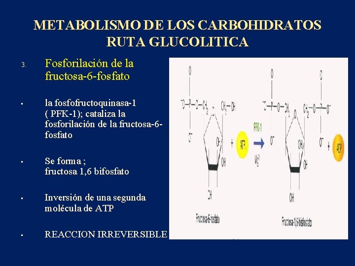 METABOLISMO DE LOS CARBOHIDRATOS RUTA GLUCOLITICA 3. • • Fosforilación de la fructosa-6 -fosfato