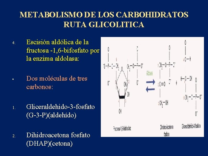 METABOLISMO DE LOS CARBOHIDRATOS RUTA GLICOLITICA 4. • 1. 2. Escisión aldólica de la