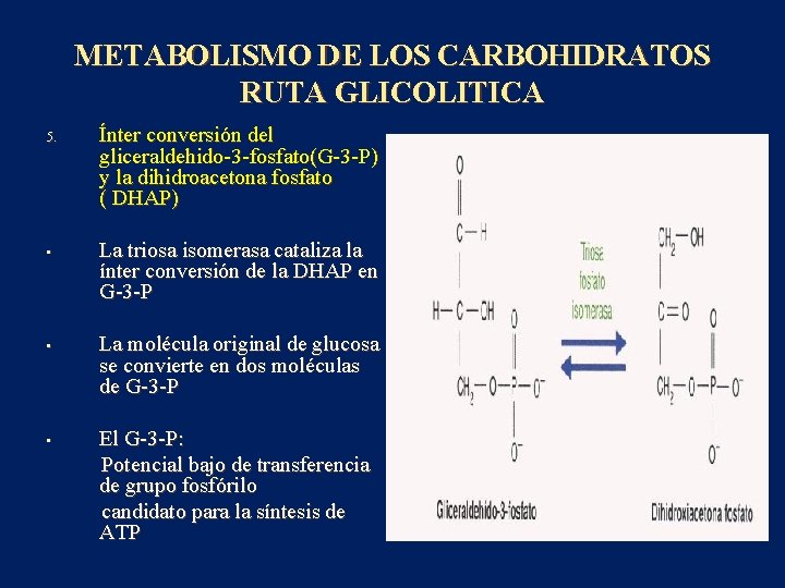 METABOLISMO DE LOS CARBOHIDRATOS RUTA GLICOLITICA 5. • • • Ínter conversión del gliceraldehido-3