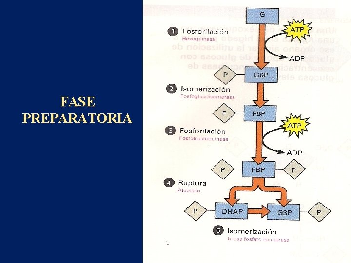 FASE PREPARATORIA 