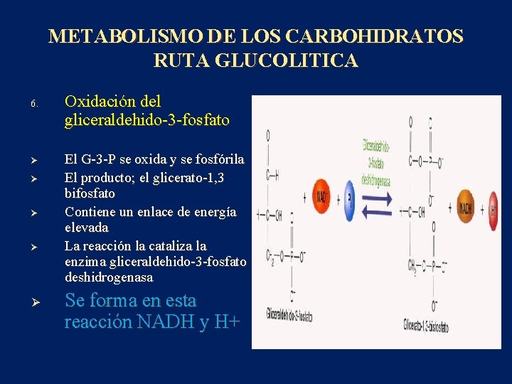 METABOLISMO DE LOS CARBOHIDRATOS RUTA GLUCOLITICA 6. Ø Ø Ø Oxidación del gliceraldehido-3 -fosfato