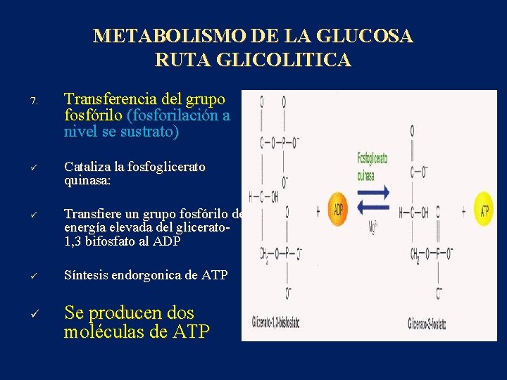 METABOLISMO DE LA GLUCOSA RUTA GLICOLITICA 7. ü ü Transferencia del grupo fosfórilo (fosforilación