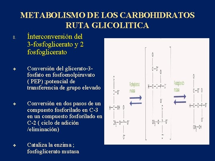 METABOLISMO DE LOS CARBOHIDRATOS RUTA GLICOLITICA 8. v v v Ínterconversión del 3 -fosfoglicerato