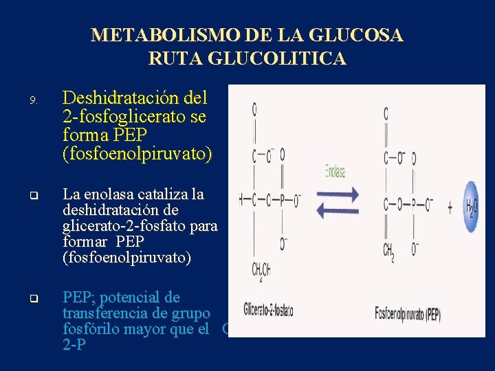 METABOLISMO DE LA GLUCOSA RUTA GLUCOLITICA 9. q q Deshidratación del 2 -fosfoglicerato se