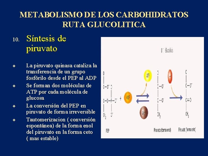 METABOLISMO DE LOS CARBOHIDRATOS RUTA GLUCOLITICA 10. v v Síntesis de piruvato La piruvato