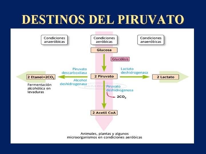 DESTINOS DEL PIRUVATO 