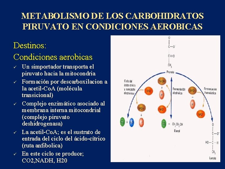 METABOLISMO DE LOS CARBOHIDRATOS PIRUVATO EN CONDICIONES AEROBICAS Destinos: Condiciones aerobicas ü ü ü