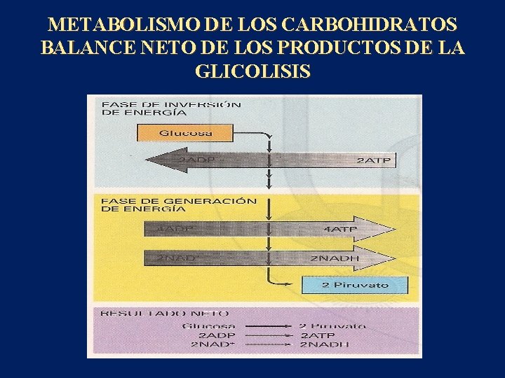 METABOLISMO DE LOS CARBOHIDRATOS BALANCE NETO DE LOS PRODUCTOS DE LA GLICOLISIS 