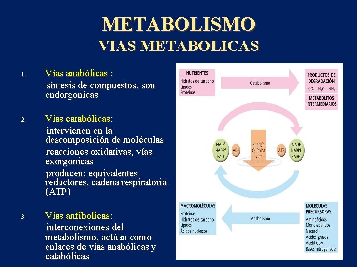 METABOLISMO VIAS METABOLICAS 1. 2. 3. Vías anabólicas : síntesis de compuestos, son endorgonicas