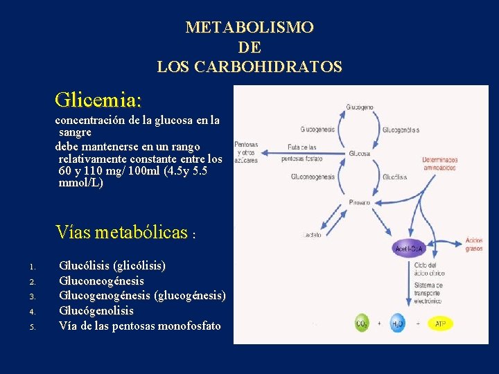 METABOLISMO DE LOS CARBOHIDRATOS Glicemia: concentración de la glucosa en la sangre debe mantenerse