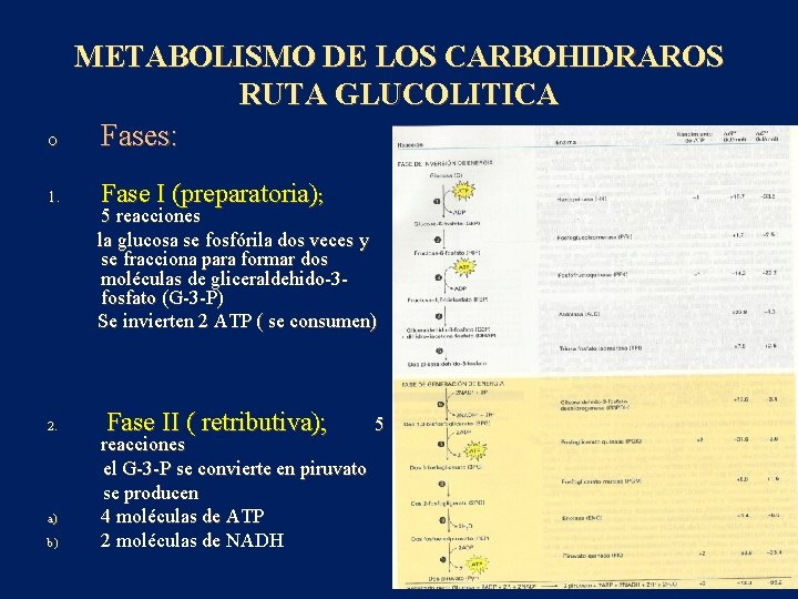 o 1. 2. a) b) METABOLISMO DE LOS CARBOHIDRAROS RUTA GLUCOLITICA Fases: Fase I