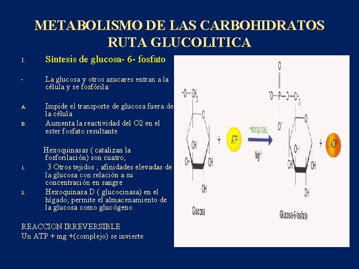 METABOLISMO DE LAS CARBOHIDRATOS RUTA GLUCOLITICA 1. • A. B. 1. 2. Síntesis de