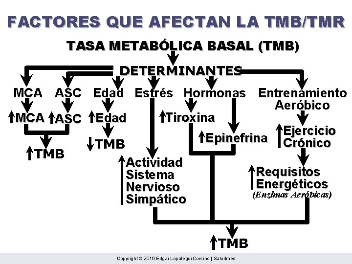 FACTORES QUE AFECTAN LA TMB/TMR TASA METABÓLICA BASAL (TMB) DETERMINANTES MCA ASC Edad Estrés