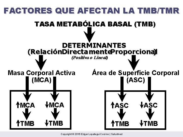 FACTORES QUE AFECTAN LA TMB/TMR TASA METABÓLICA BASAL (TMB) DETERMINANTES (Relación. Directamente. Proporcional )