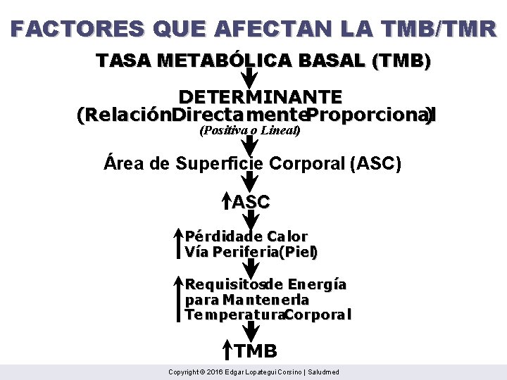 FACTORES QUE AFECTAN LA TMB/TMR TASA METABÓLICA BASAL (TMB) DETERMINANTE (Relación. Directamente. Proporcional )