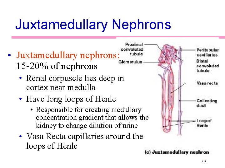Juxtamedullary Nephrons • Juxtamedullary nephrons: 15 -20% of nephrons • Renal corpuscle lies deep
