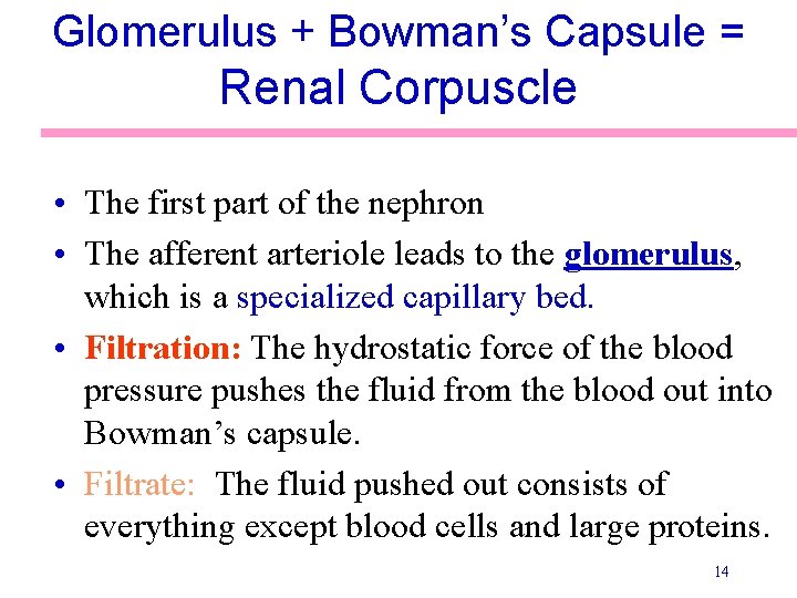 Glomerulus + Bowman’s Capsule = Renal Corpuscle • The first part of the nephron